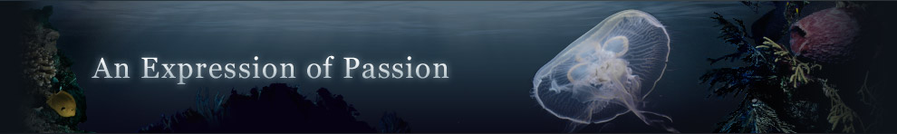 Web design services