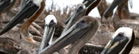 The bird sanctuart in Miami
