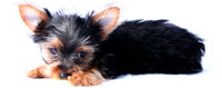 Dogs Gone Wild China Grill Miami
