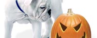 DGW Halloween