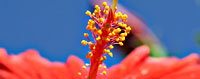 South Beach Botanical Garden