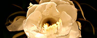 Night blooming cyrus